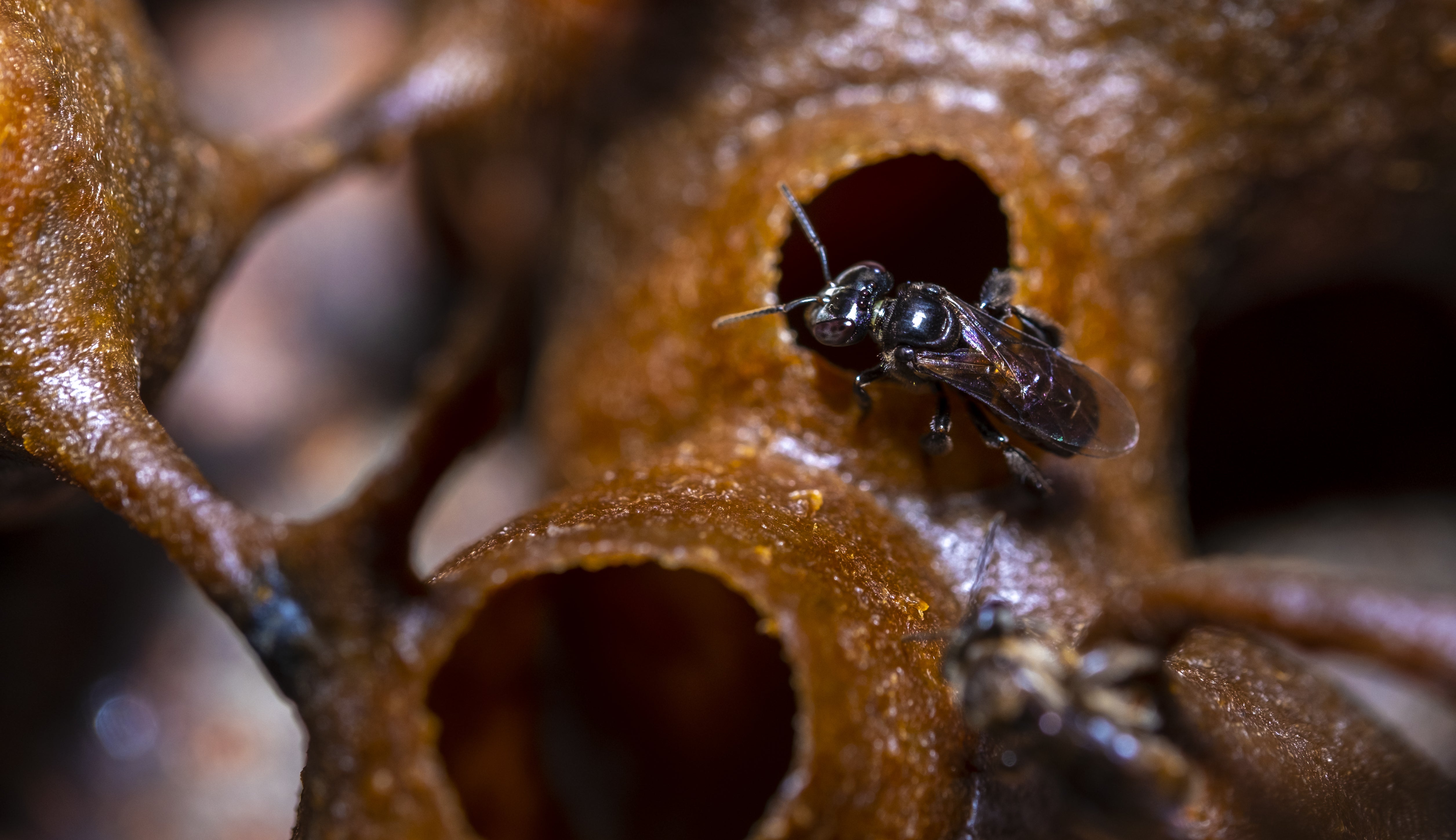 Rare Jimerito stingless bee honey 1/2 oz From Honduras