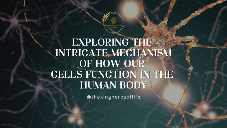 Exploring the Intricate Mechanism of How Our Cells Function in the Human Body