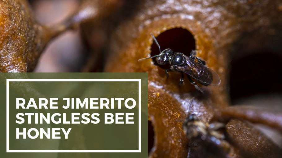 The Sweet Buzz of Rare Jimerito Stingless Bee Honey: A Hidden Gem!