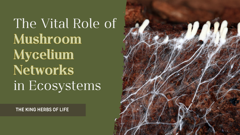 The Vital Role of Mushroom Mycelium Networks in Ecosystems