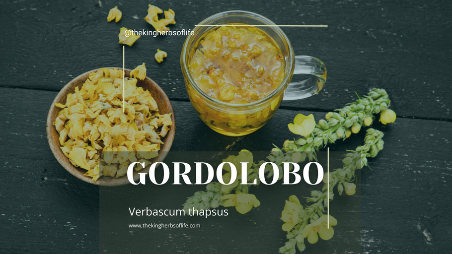 Discovering the Healing Powers of Gordo Lobo: Your Natural Health Ally