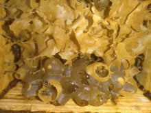 Load image into Gallery viewer, Rare Jimerito stingless bee honey From Honduras wholesale 1 liter
