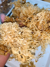 Load image into Gallery viewer, Irish Moss 100% Wildcrafted Gold Chondrus Crispus Sea Moss
