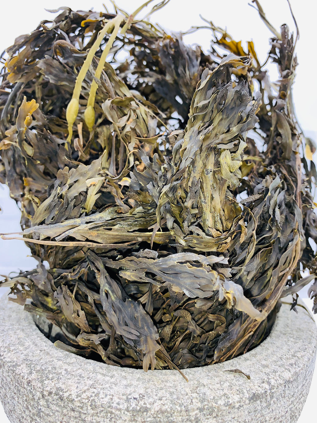 Wildcrafted whole leaf Bladderwrack (fucus vesiculosus) wildcrafted & harvested from the Atlantic ocean