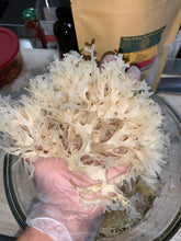 Load image into Gallery viewer, Irish Moss 100% Wildcrafted Gold Chondrus Crispus Sea Moss
