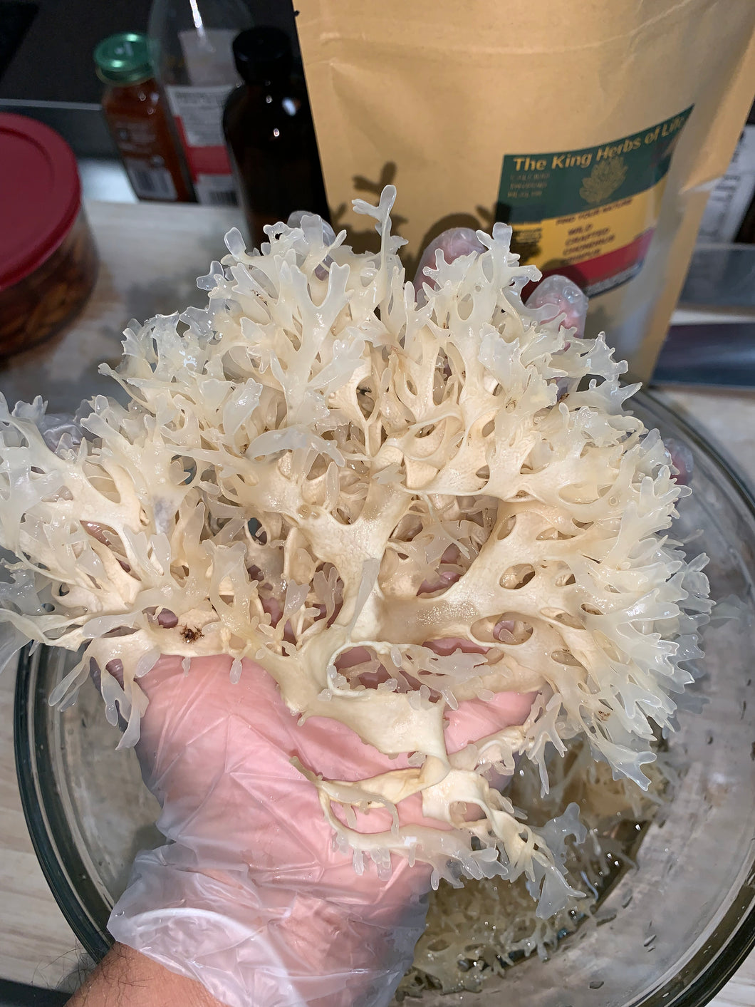 Irish Moss 100% Wildcrafted Gold Chondrus Crispus Sea Moss