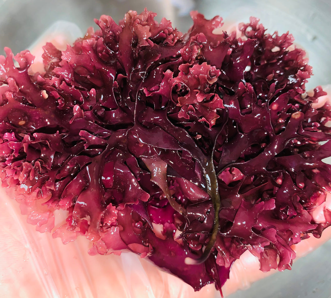Wholesale Bulk Purple Chondrus Crispus 100% Raw & Wildcrafted mineral rich nutrient dense superfood