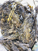 Load image into Gallery viewer, Wildcrafted whole leaf Bladderwrack (fucus vesiculosus) Powder wildcrafted &amp; harvested from the Atlantic Ocean
