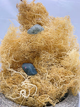 Load image into Gallery viewer, Full Spectrum Honduras Sea Moss + Purple Chondrus Crispis Sea Moss + Sea Moss Capsules Bromide Plus
